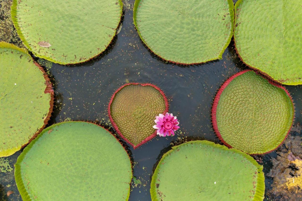 Baanrai Khunya บ้านไร่คุณย่า Ban Huai Maenam Noi Dış mekan fotoğraf